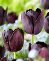 'Queen of Night' Tulip
