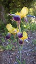 ‘Nibelungen’, Tall Bearded Iris (Iris germanica ‘Nibelungen’)